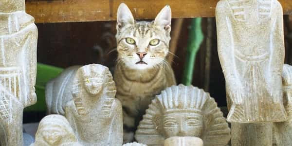 hawanat o nabatat 0 1527215273 - نبذه عن القطط الفرعونية