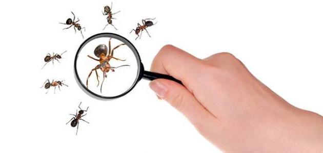 hawanat o nabatat 369 1465349513 - كيفية مكافحة النمل