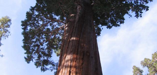 hawl el3alam 3836 1465185362 - تعرف عى أكبر شجرة في العالم