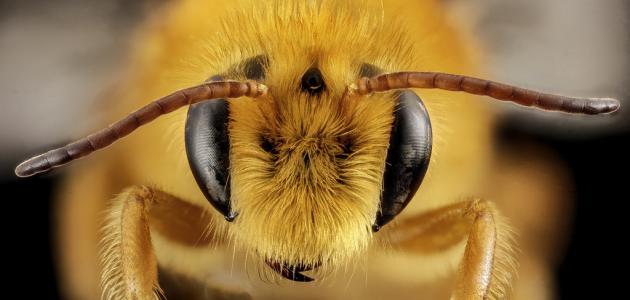seha 492 1465274773 - علاج لسعات النحل و الدبابير