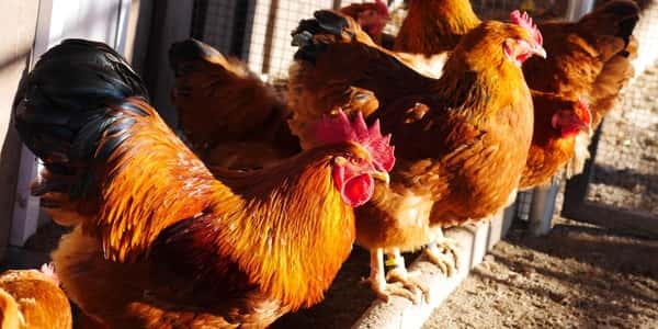 تربية الدجاج البلدي - نبذه عن تربية الدجاج البلدي