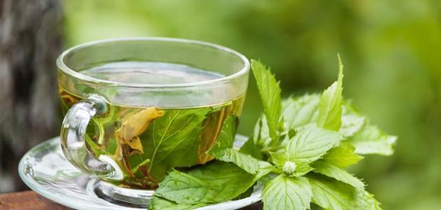 الشاي الأخضر بدون سكر - اهمية الشاي الأخضر بدون سكر