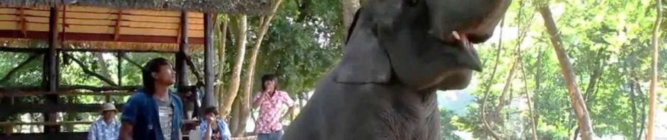 الفيل 940x198 1 - السياحة في بتايا تايلاند