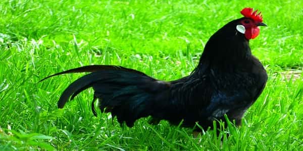عن الدجاج الأسود - نبذه عن الدجاج الأسود